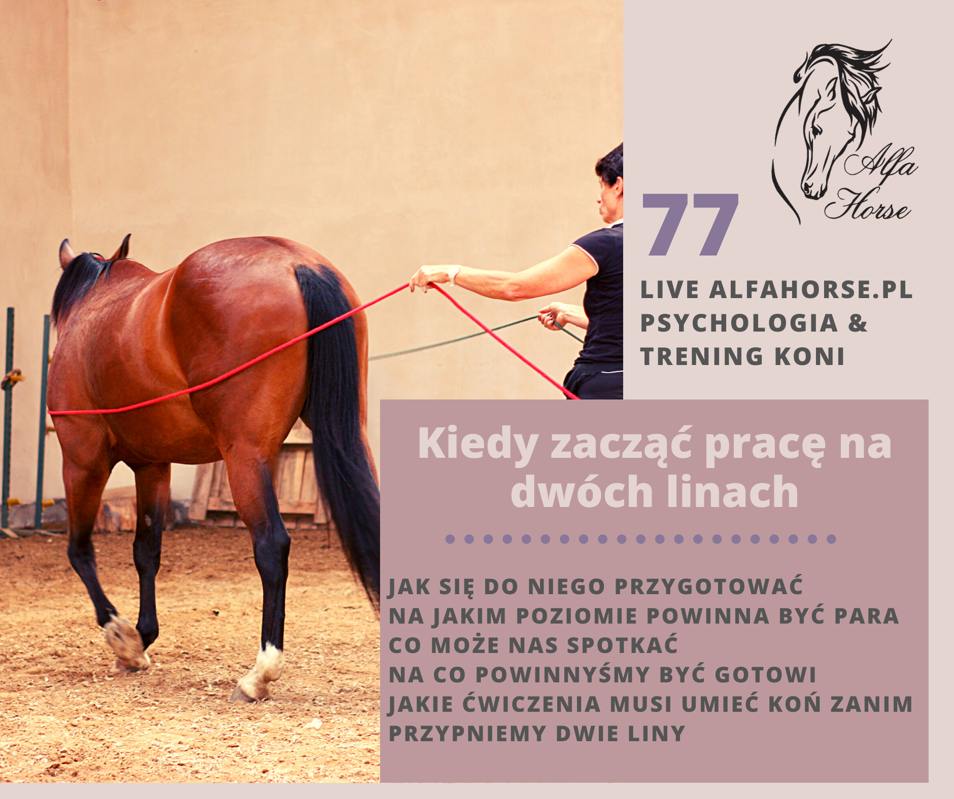 live_77_kiedy_rozpoczac_prace_na_dwoch_linach_trening_koni