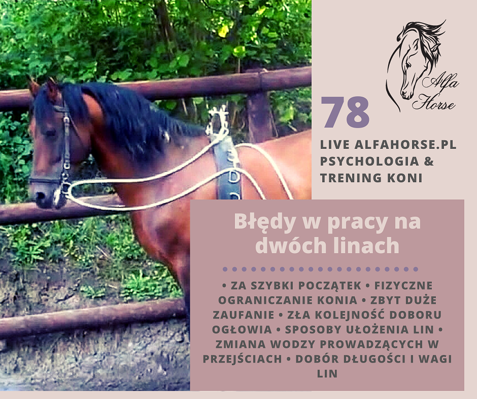 live_78_bledy_w_treningi_koni_na_dwoch_linach