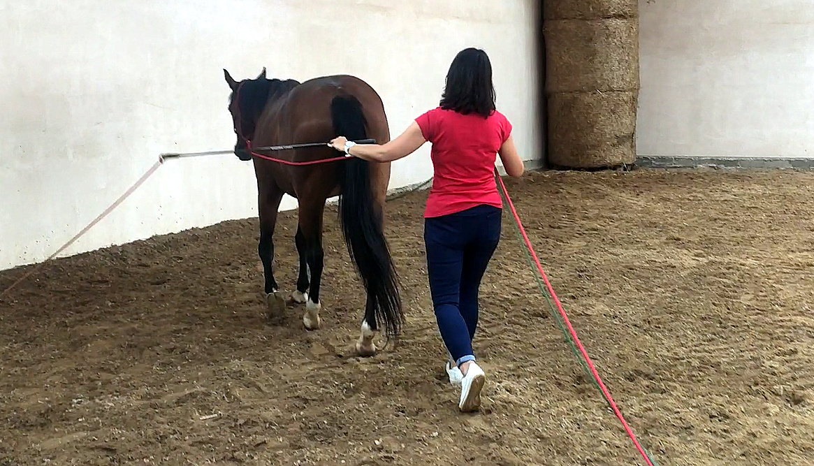 pracas_na_dwoch_linach_trening_konia_6