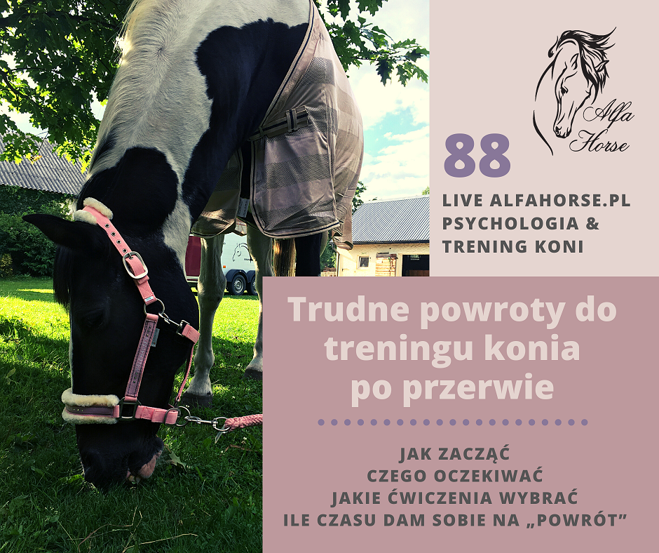 live_88_trudne_powroty_do_treningu_konia_po_przerwie