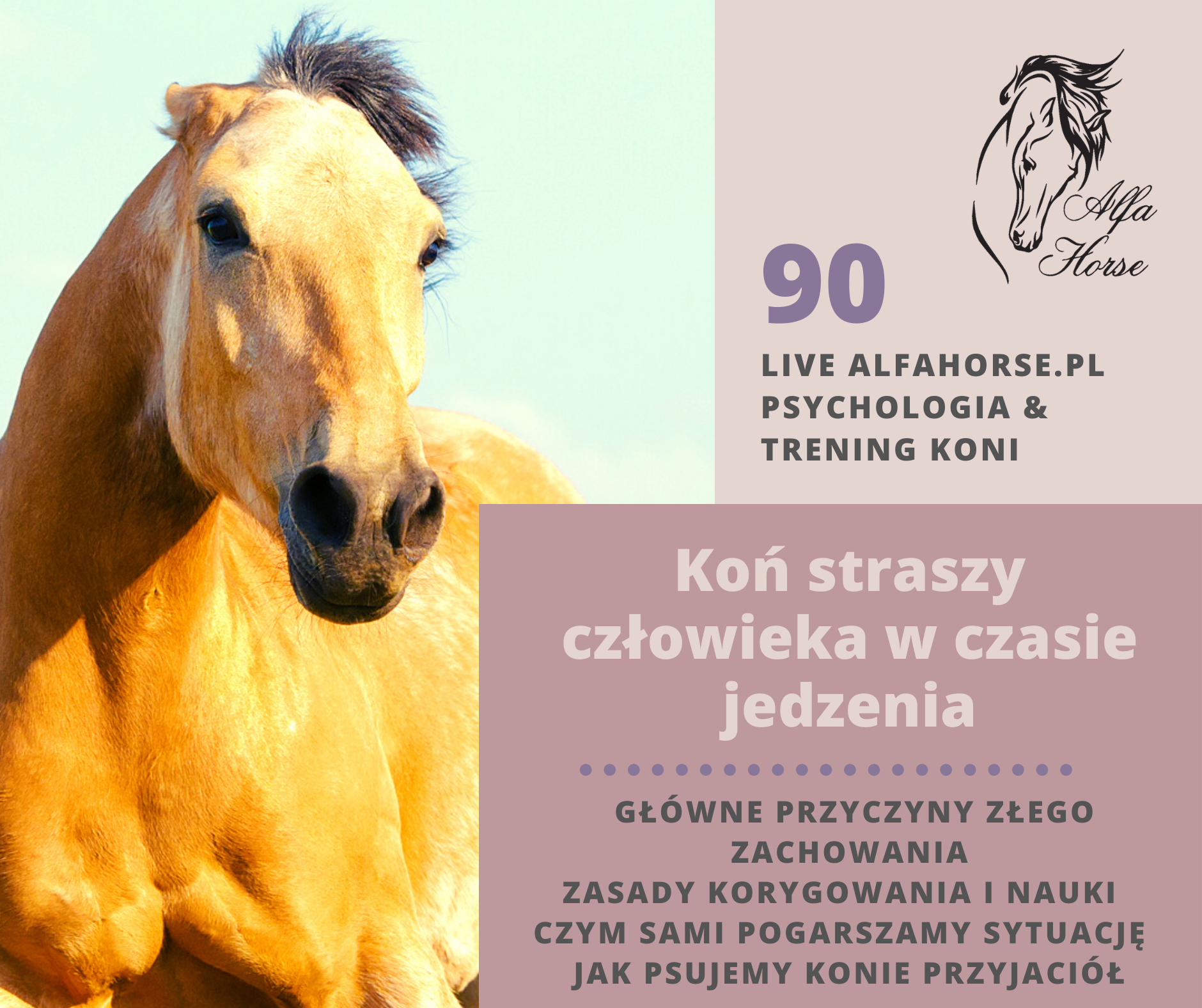 live_90_kon_straszy_czlowieka_przy_jedzeniu_trening_koni