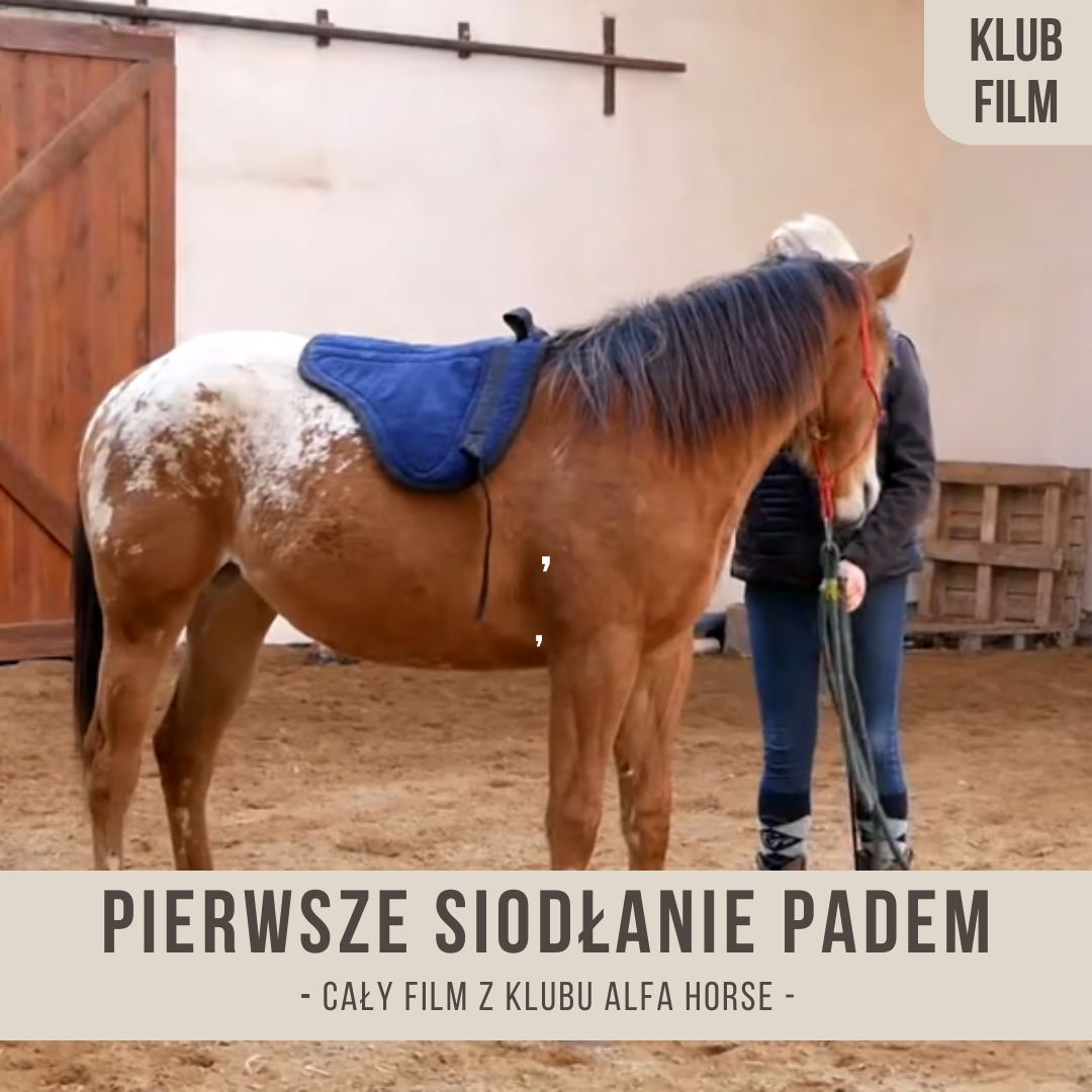 pierwsze_siodlanie_padem