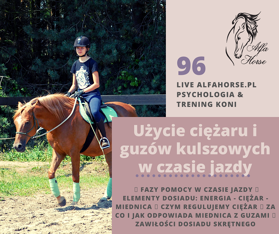 live_96_uzycie_ciezaru_guzow_kulszowych_trening_koni