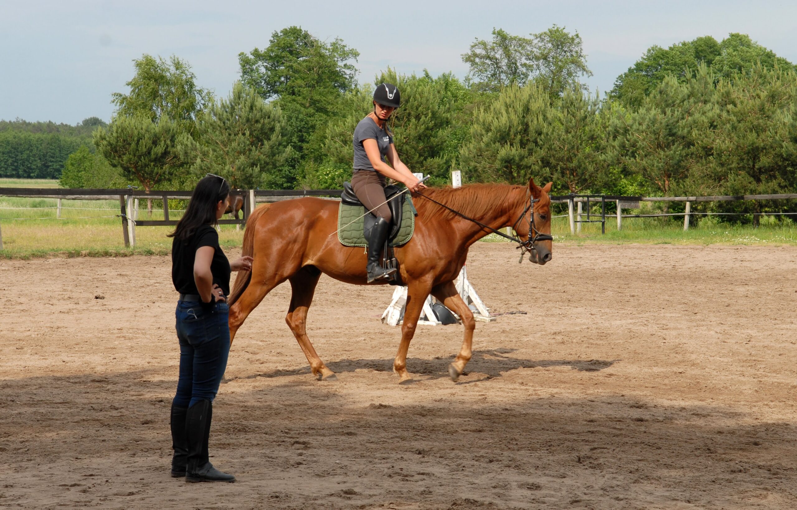 webinar_podstawy_jazdy_naturalnej_trening_koni_alfa_horse