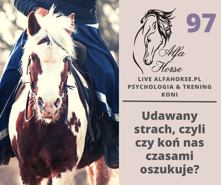 live_97_udawany_konski_strach_trening_koni