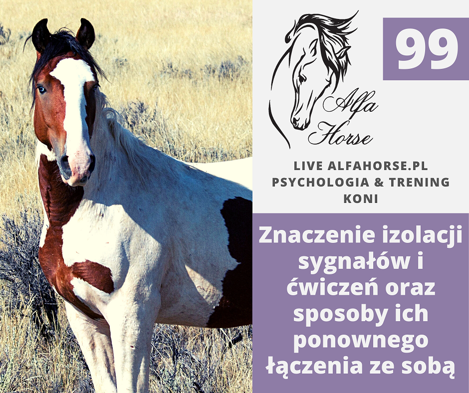 live_99_izolowanie_polecen_i_ponowne_ich_laczenie_trening_koni