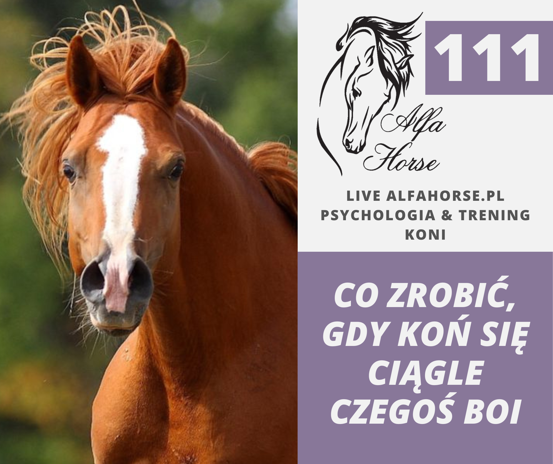 live_111_co_robic_jak_kon_ciagle_sie_czegos_boi