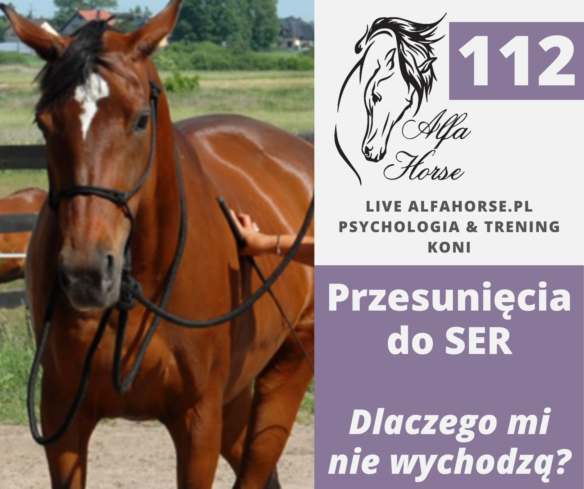 live_112_przesuniecia_ser_dlaczego_mi_nie_wychodza_trening_koni
