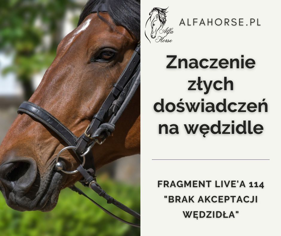 znaczenie_zlych_doswiadczen_na_wedzidle_fragment_live_114_trening_koni_alfa_horse