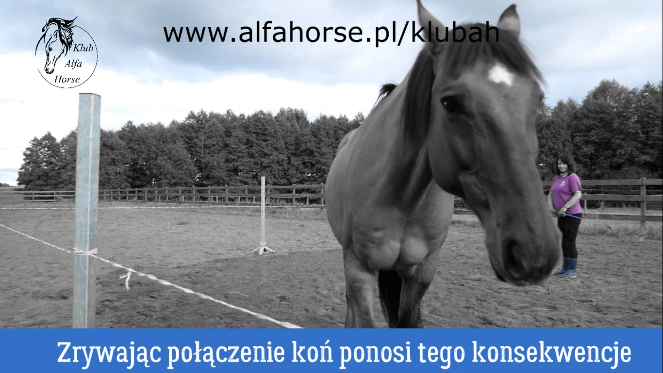 trening_koni_wolnosc_alfa_horse