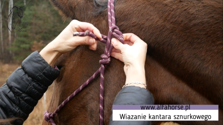 _wiazanie_kantar_trening_konie_natural