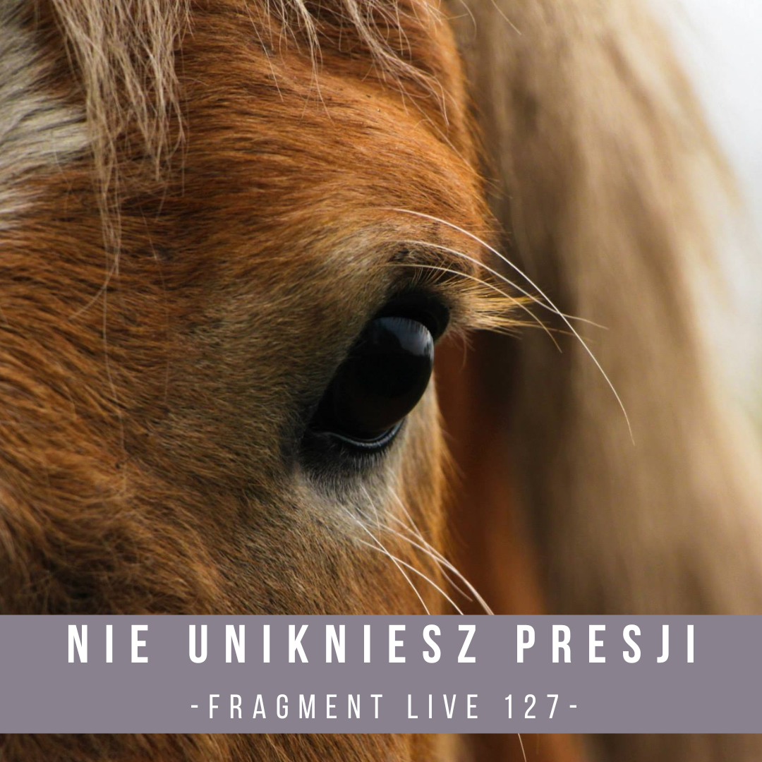 nie_unikniesz_presji_w_treningu_koni_fragment_live_alfa_horse