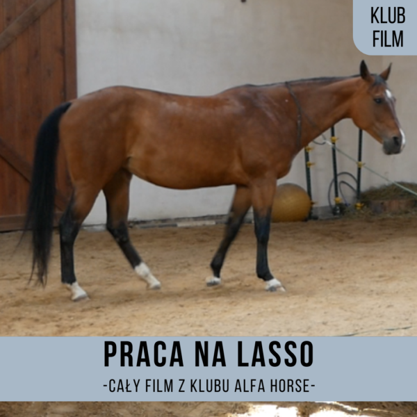 _praca_na_lasso_alfa_horse