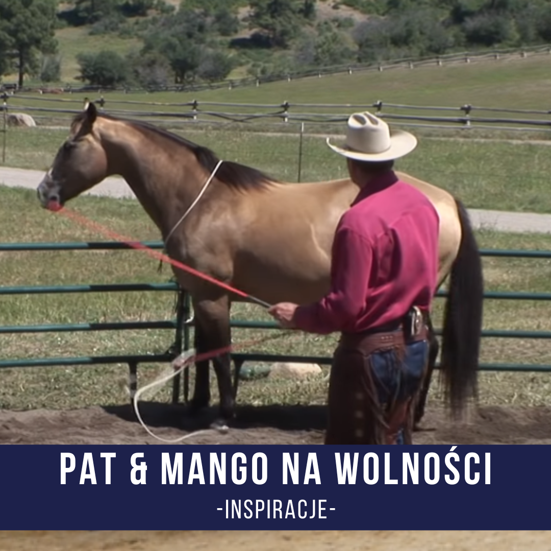 pat_mango_wolnosc