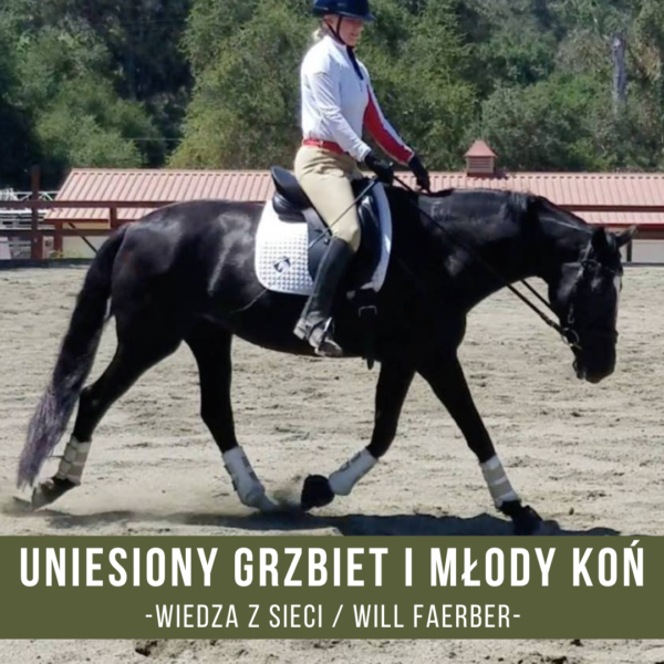 uniesiony_grzbiet_alfahorse_trening_koni