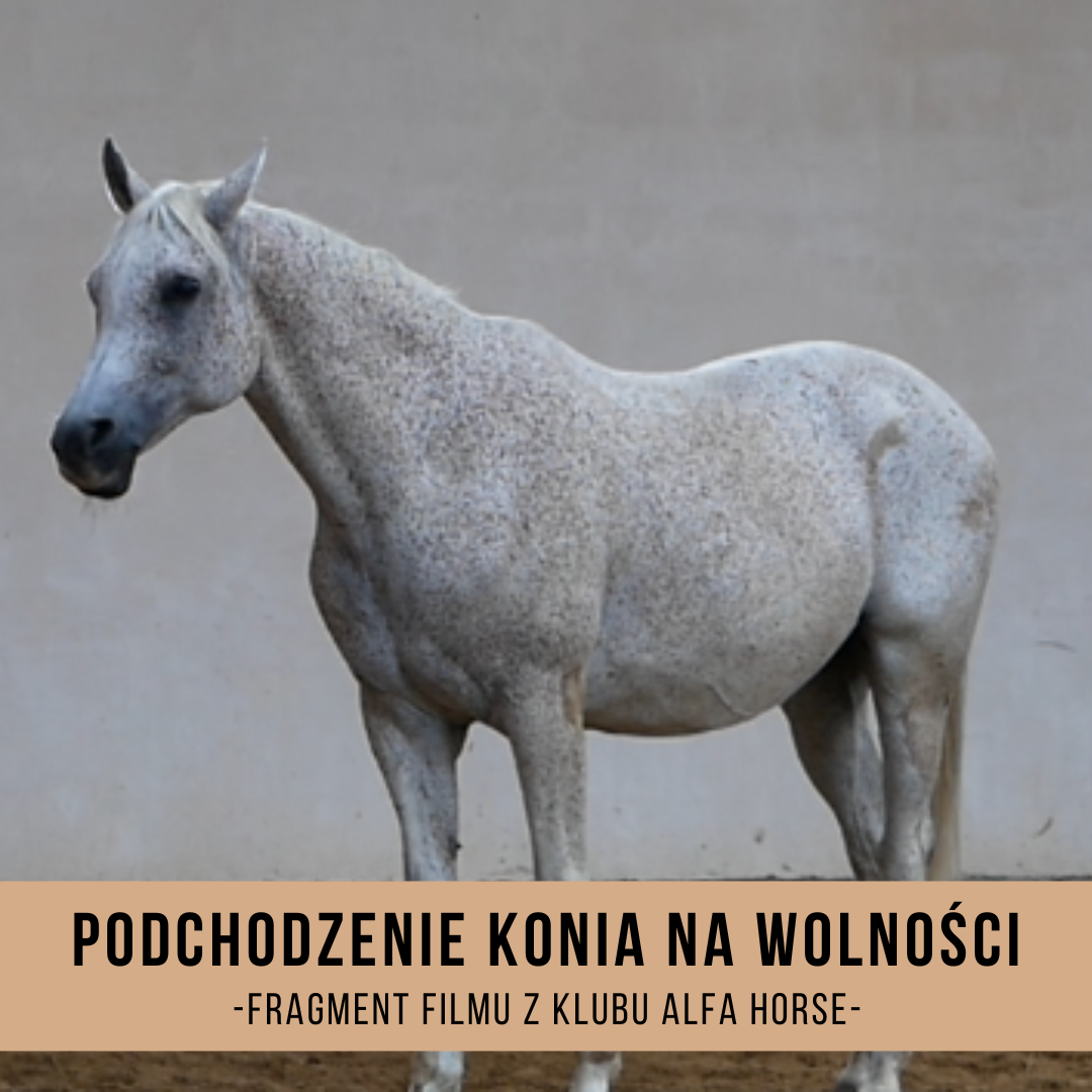 _podchodzenie_konia_na_wolności_jak_poprawić_