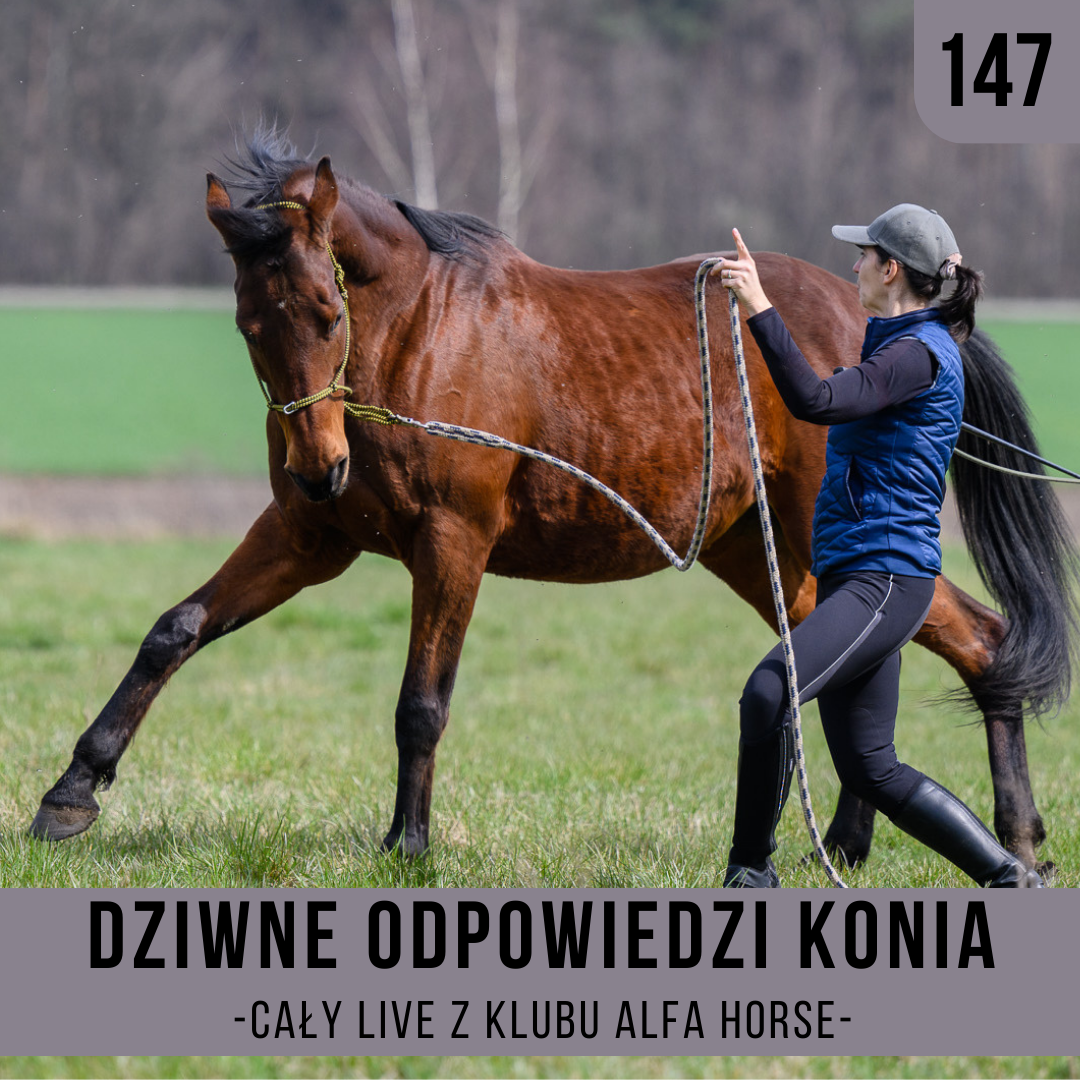 _dziwne_odpowiedzi_konia_live_147_