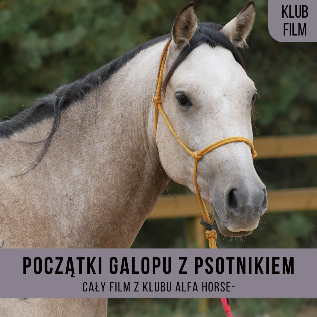 _poczatki_galopu_psotnik_lapis_