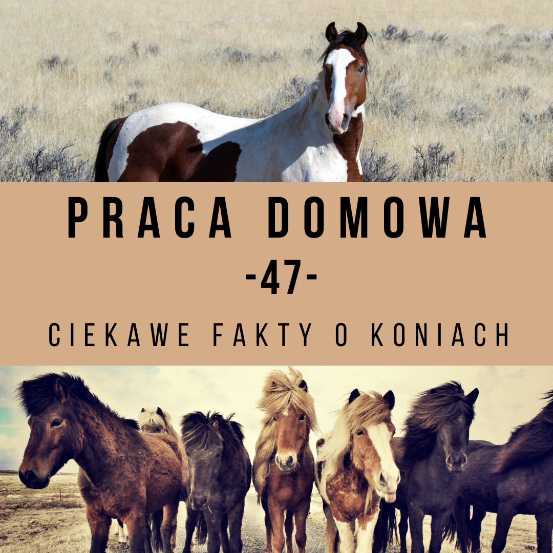 praca_domowa_47_ciekawe_fakty_o_koniach