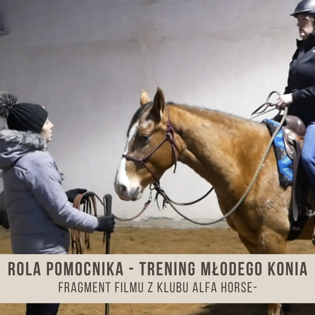 _rola_pomocnika_trening_młodego_konia_etapy_ruszania_