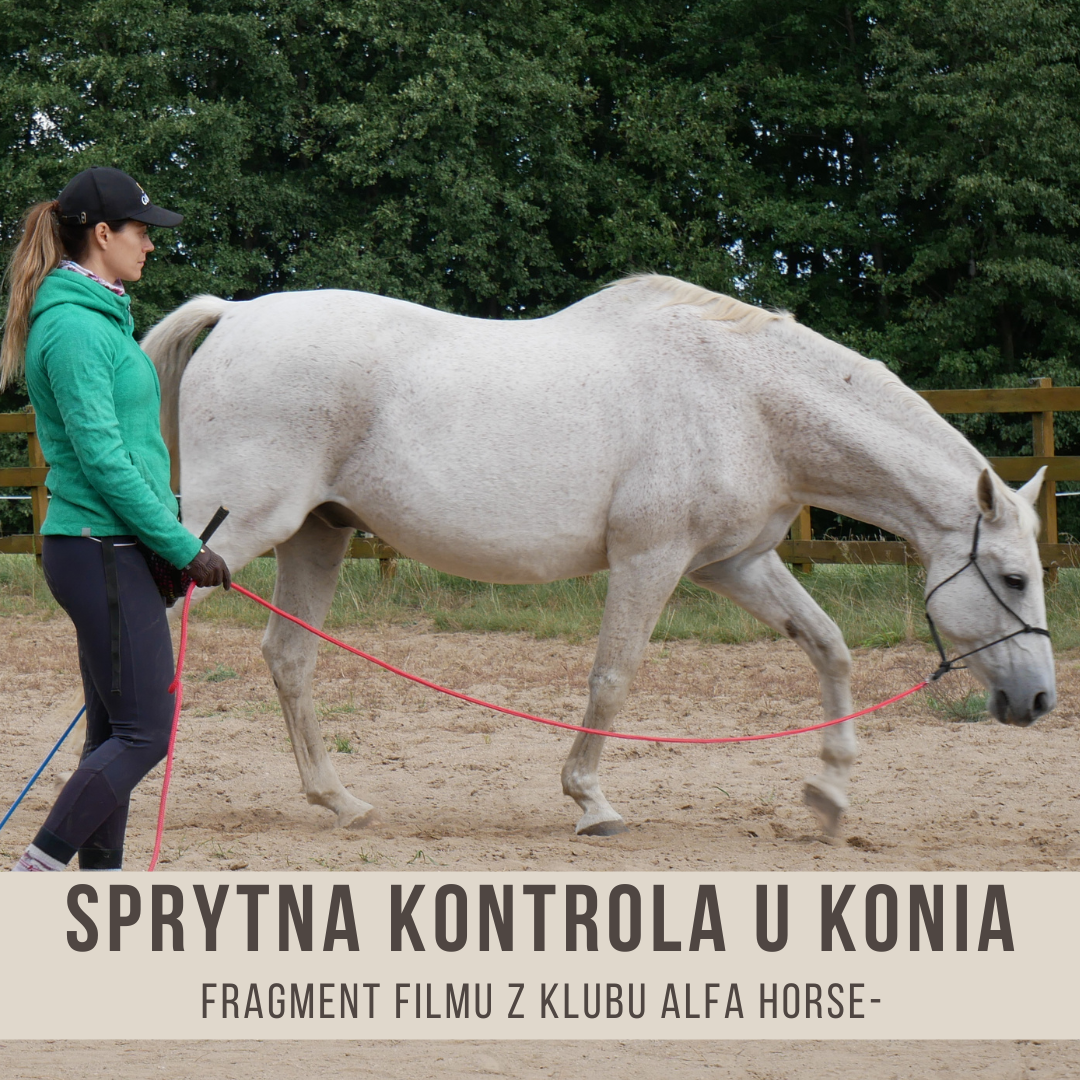_sprytna_kontrola_u_konia_