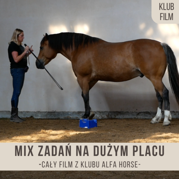 _mix_zadań_na_dużym_placu_wolność_niko_