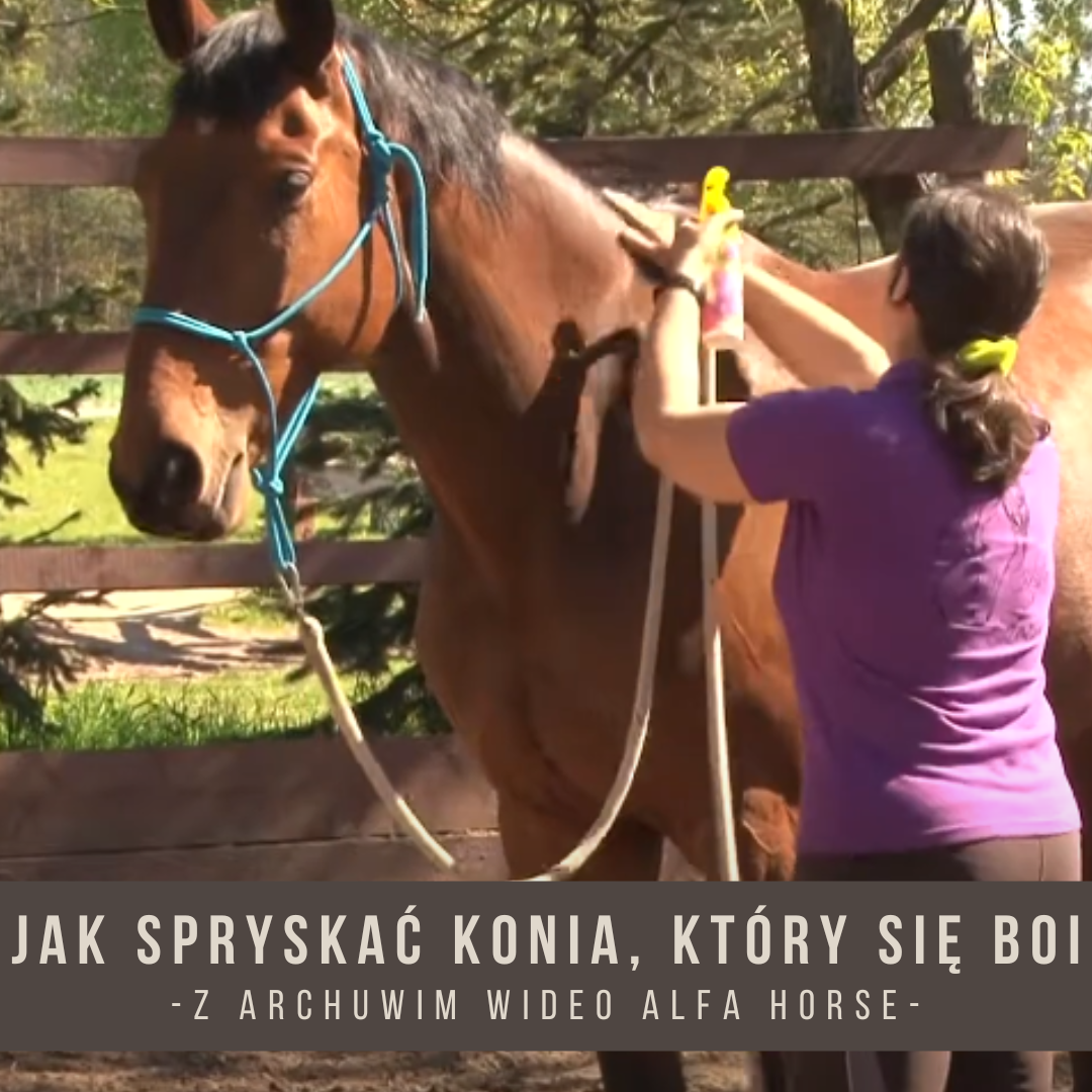 jak_spryskac_konia_ktory_sie_boi_spray_trening_koni