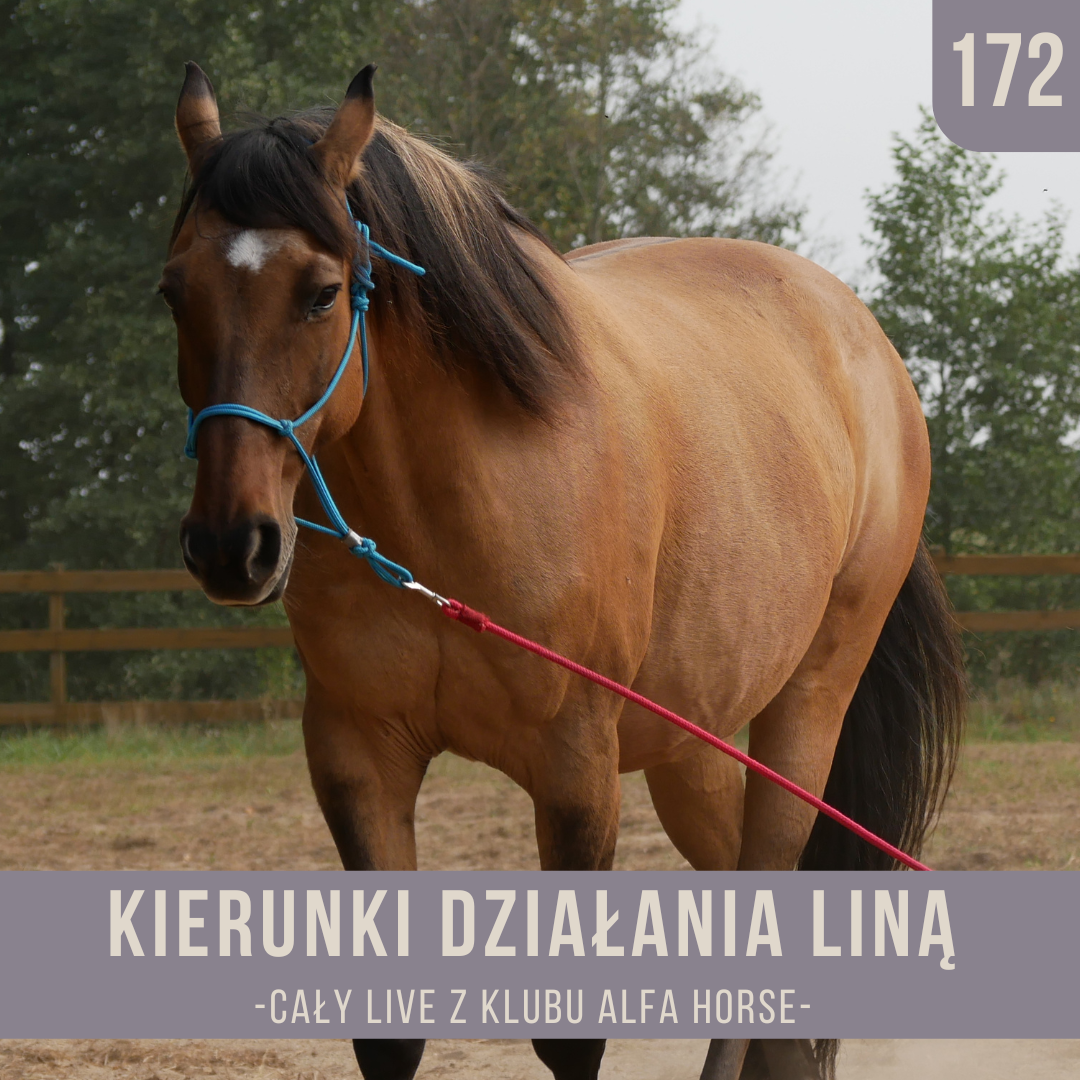 kierunki_dzialania_lina_live_172