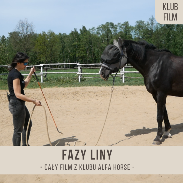 fazy_liny_fin
