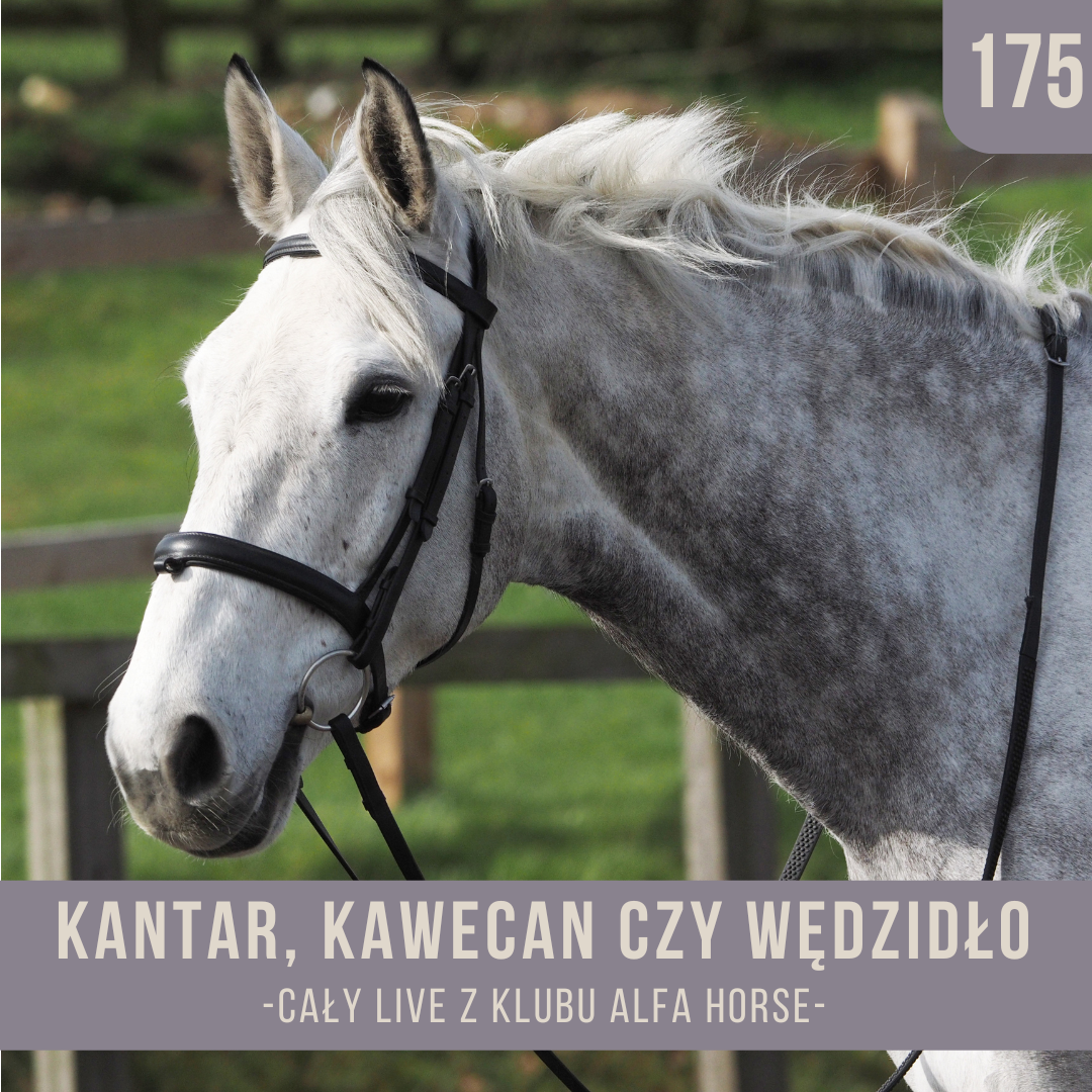 Live 175 Kantar, kawecan czy wędzidło