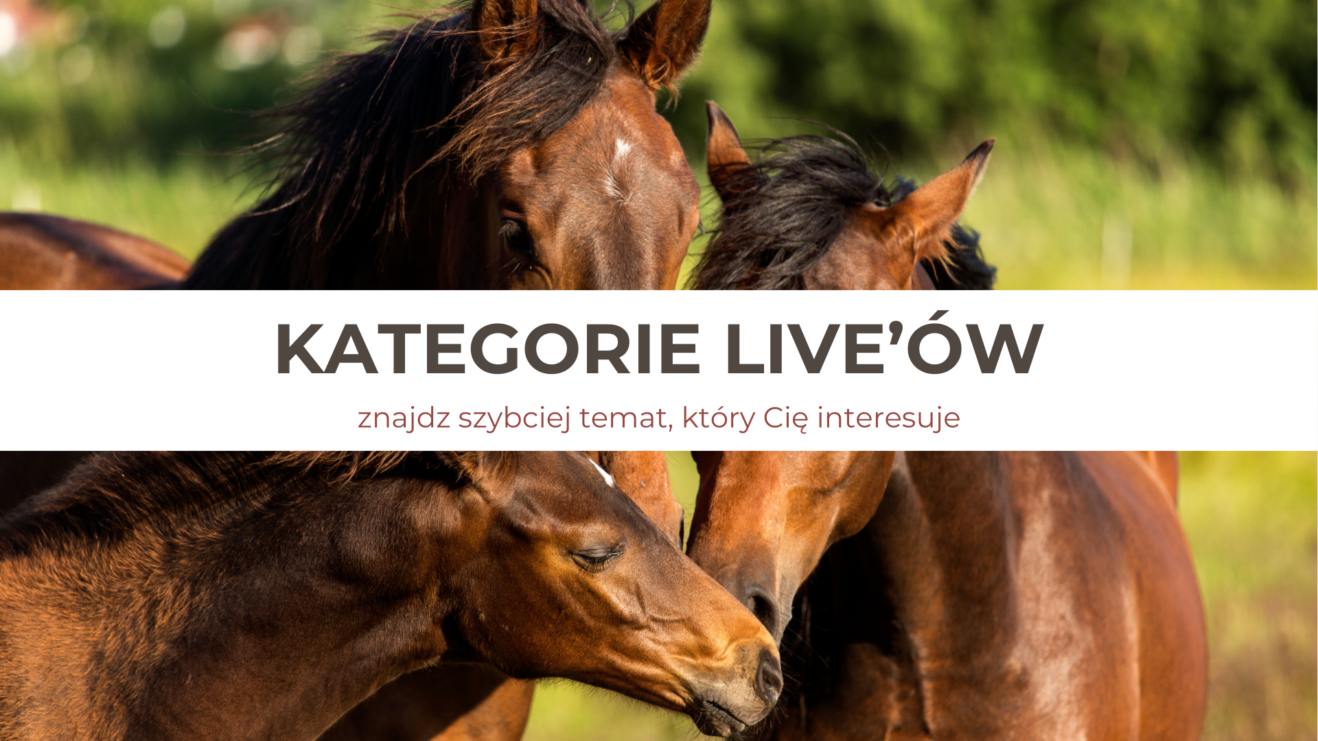 kategorie_live_alfa_horse_trening_koni