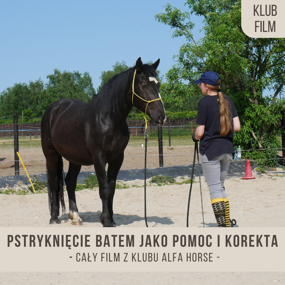 Pstryknięcie batem jako pomoc i korekta