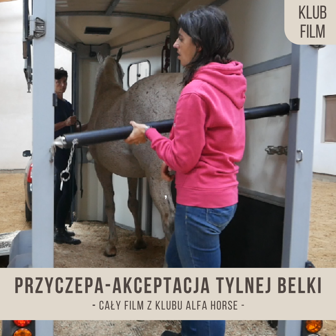 przyczepa_akceptacja_tylnej_belki