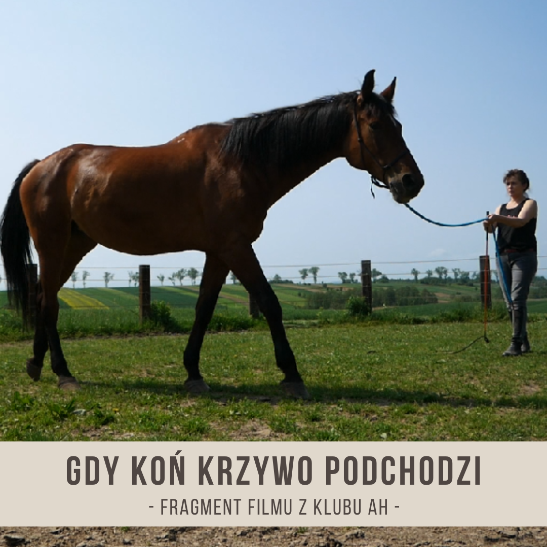 gdy_kon_krzywo_podchodzi