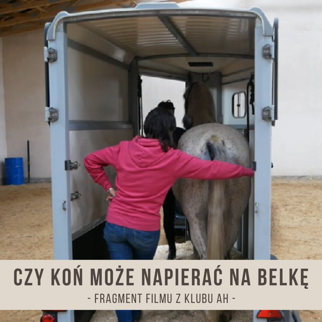 czy_kon_moze_napierac_na_belke