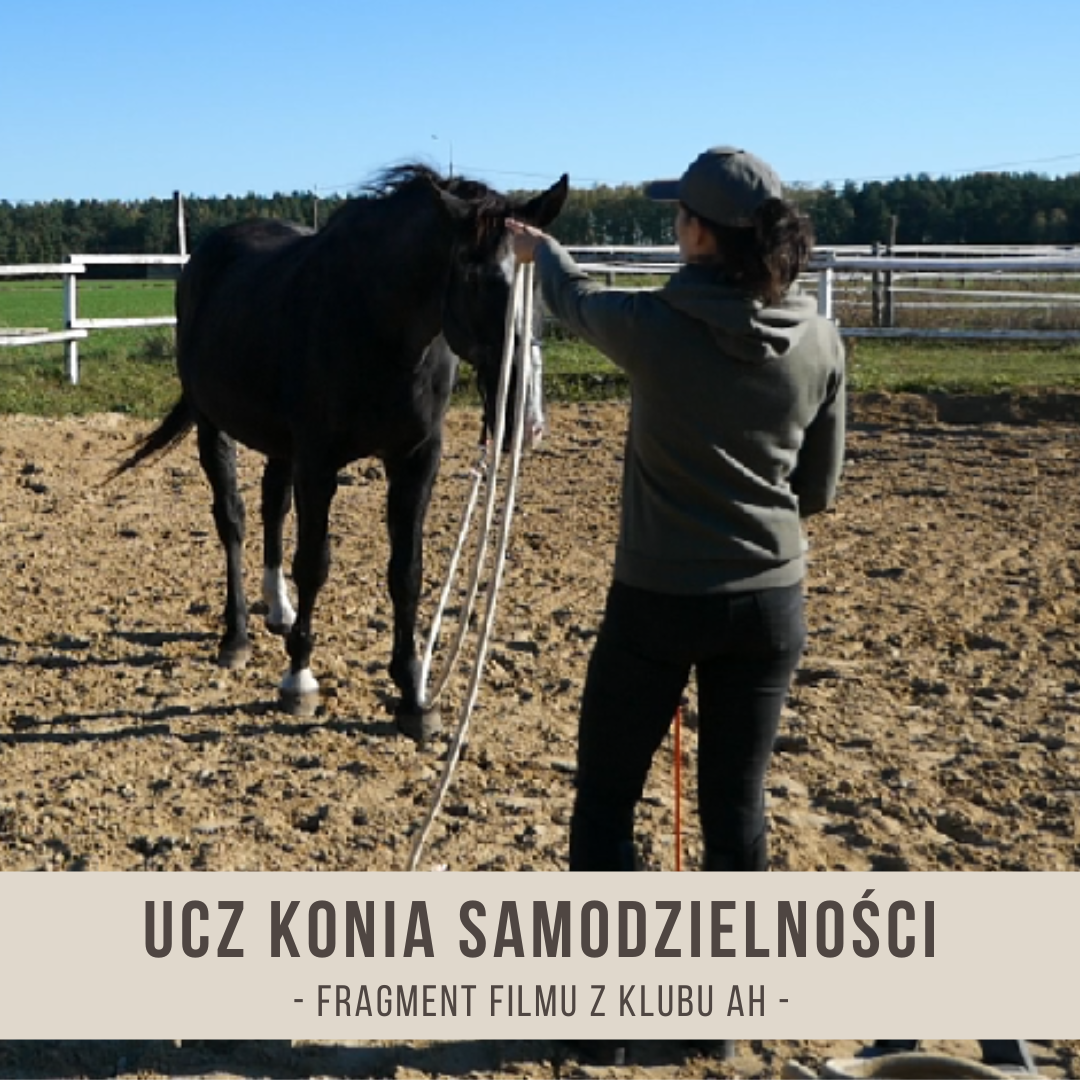 ucz_konia_samodzielnosci
