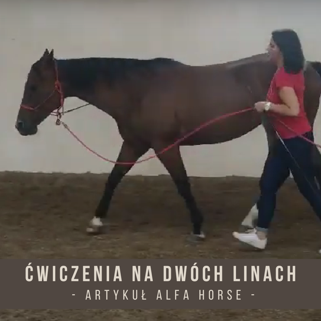 Praca z koniem na dwóch linach trening