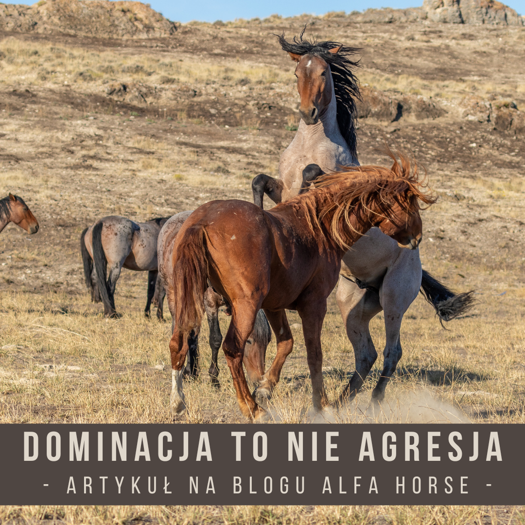 Dominacja to nie agresja