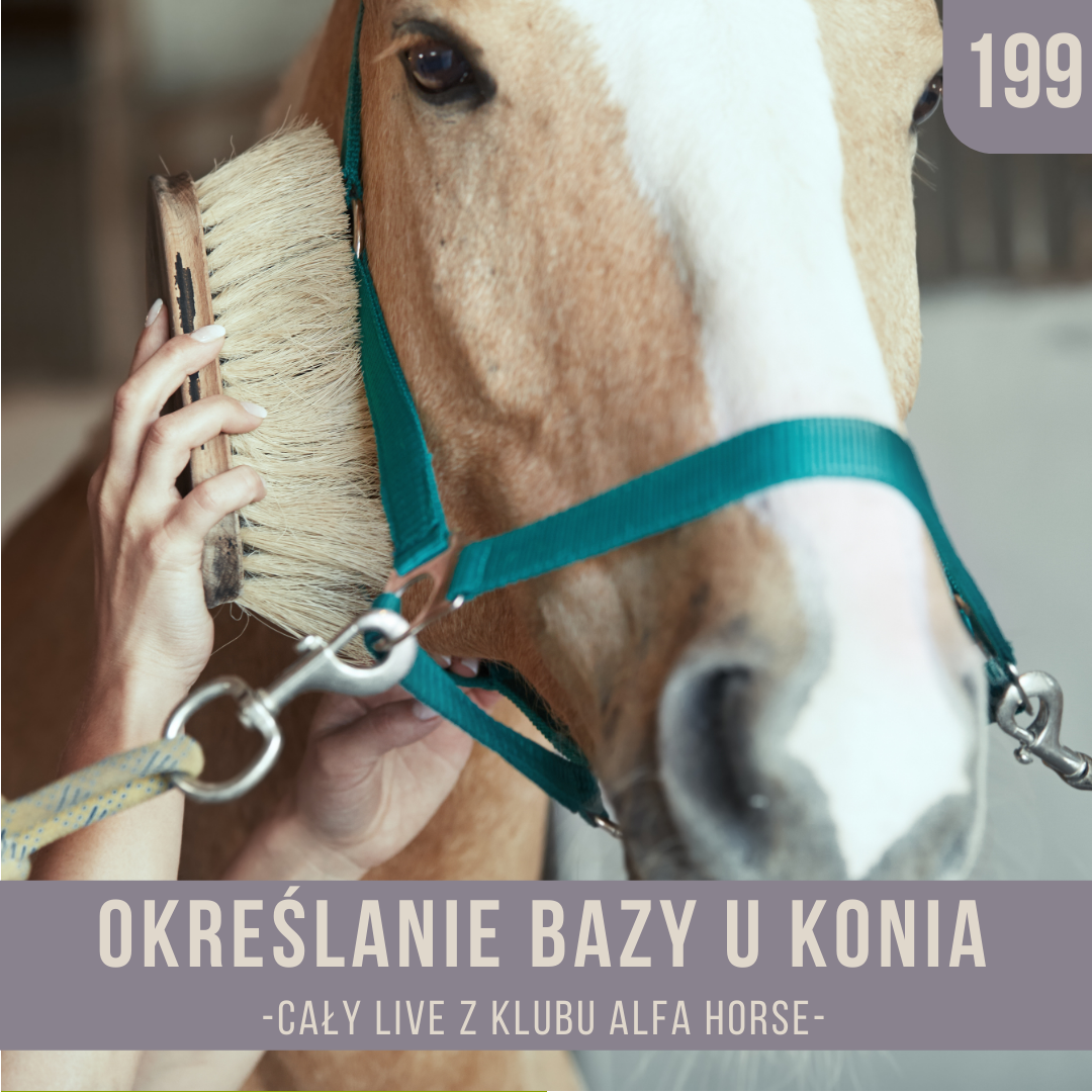 okreslanie_bazy_u_konia_live_199