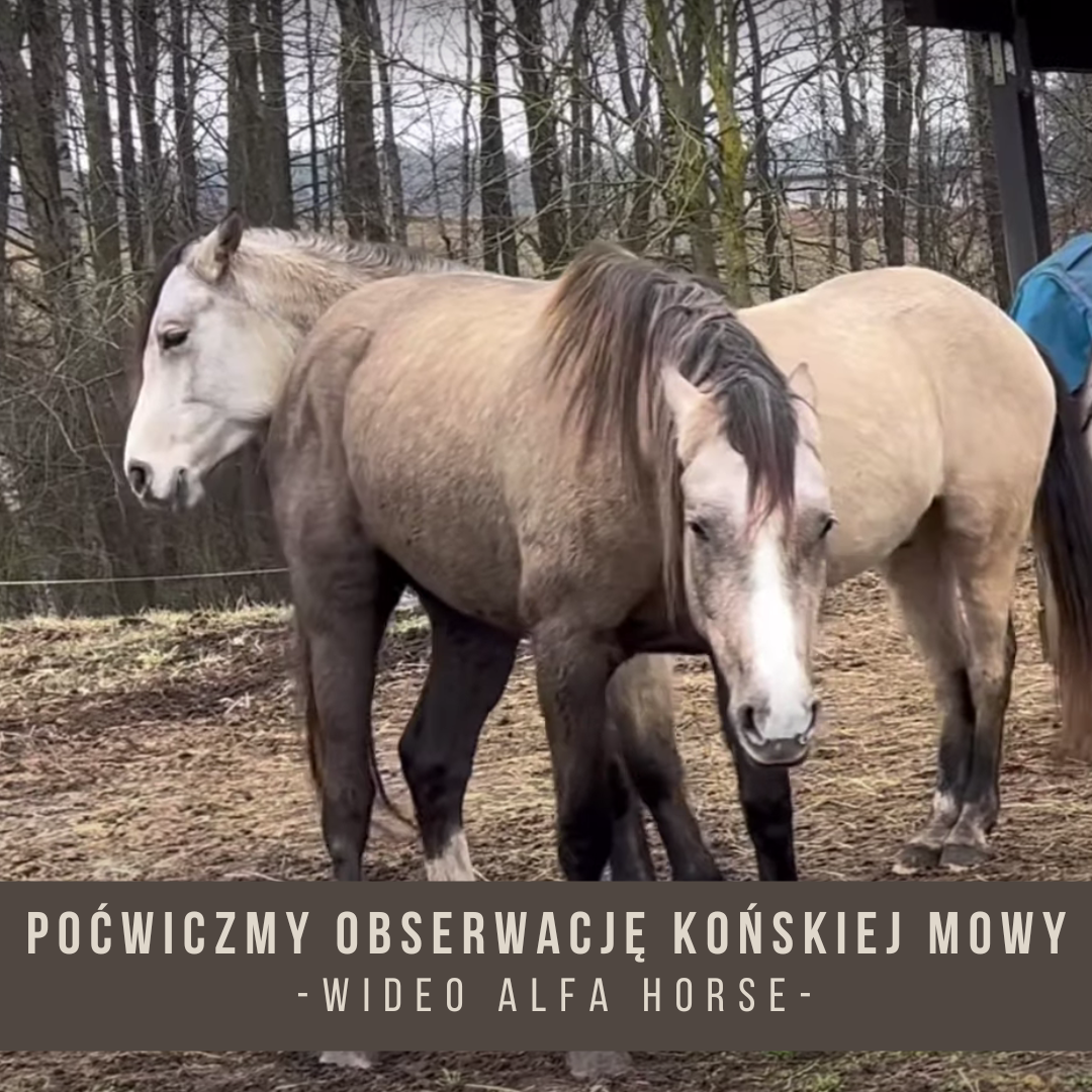 Poćwiczmy obserwację końskiej mowy