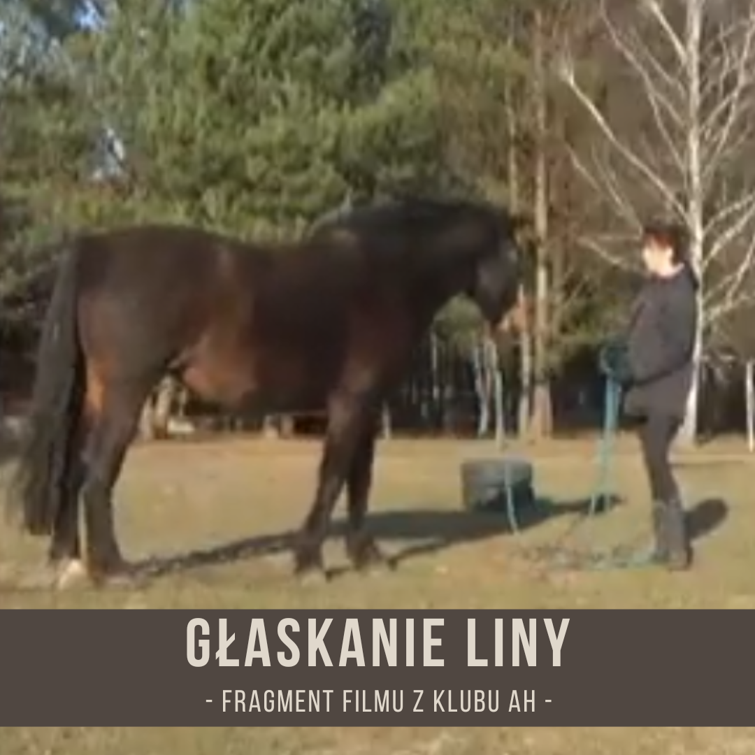 głaskanie_liny_trening_koni