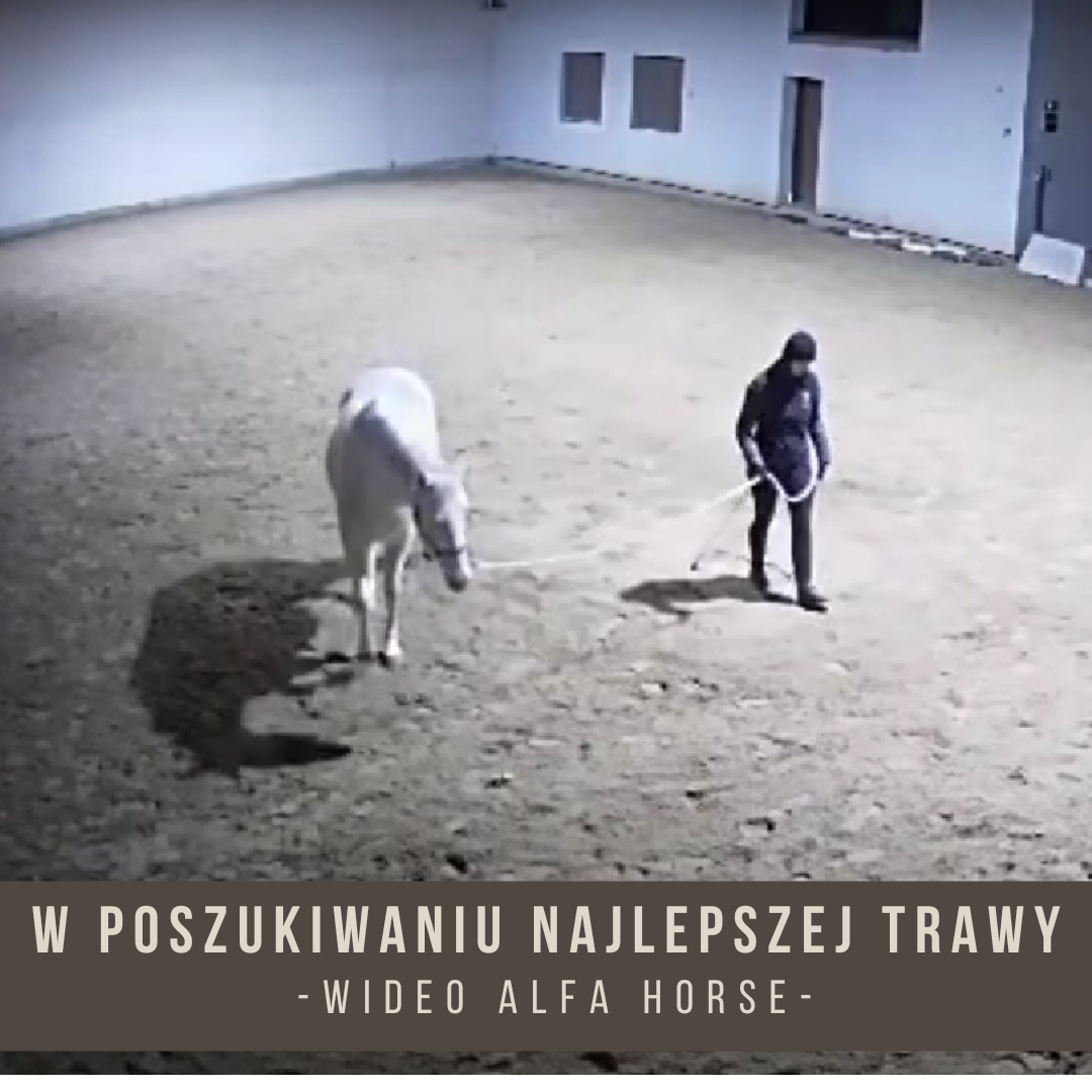 W poszukiwaniu najlepszej trawy