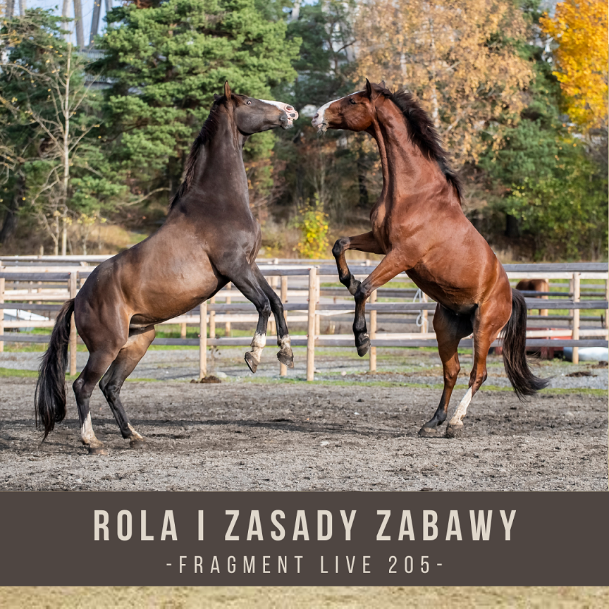 rola_i_zasady_zabawy_fragment_live_205