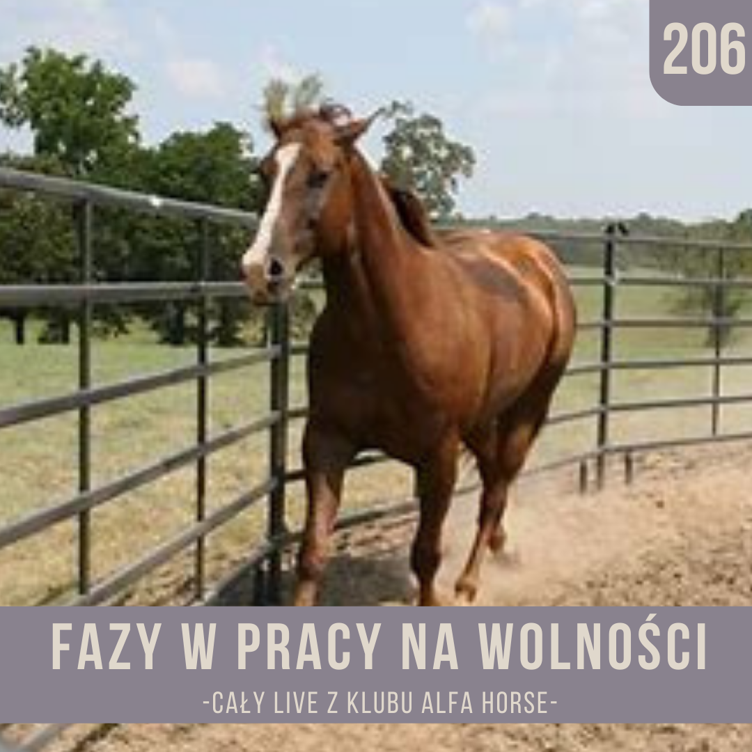 fazy_w_pracy_na_wolnosci_live_206