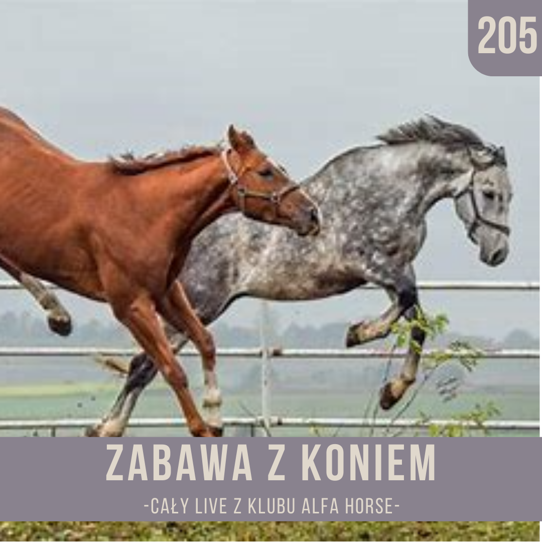 zabawa_z_koniem_live_205