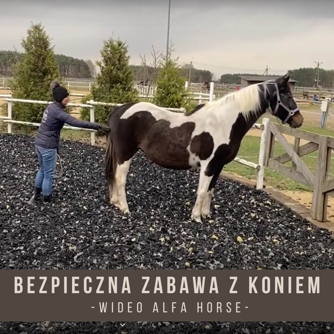 Bezpieczna zabawa z koniem