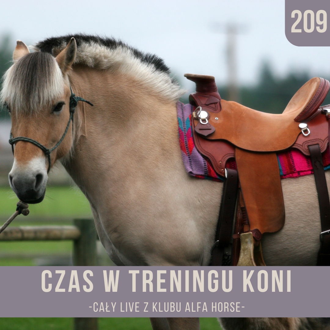 czas_w_treningu_koni_live_209