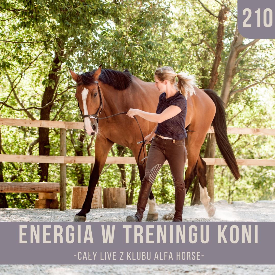 energia_w_treningu_koni_live_210
