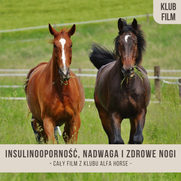 insulinoopornosc_nadwaga_i_zdrowe_nogi