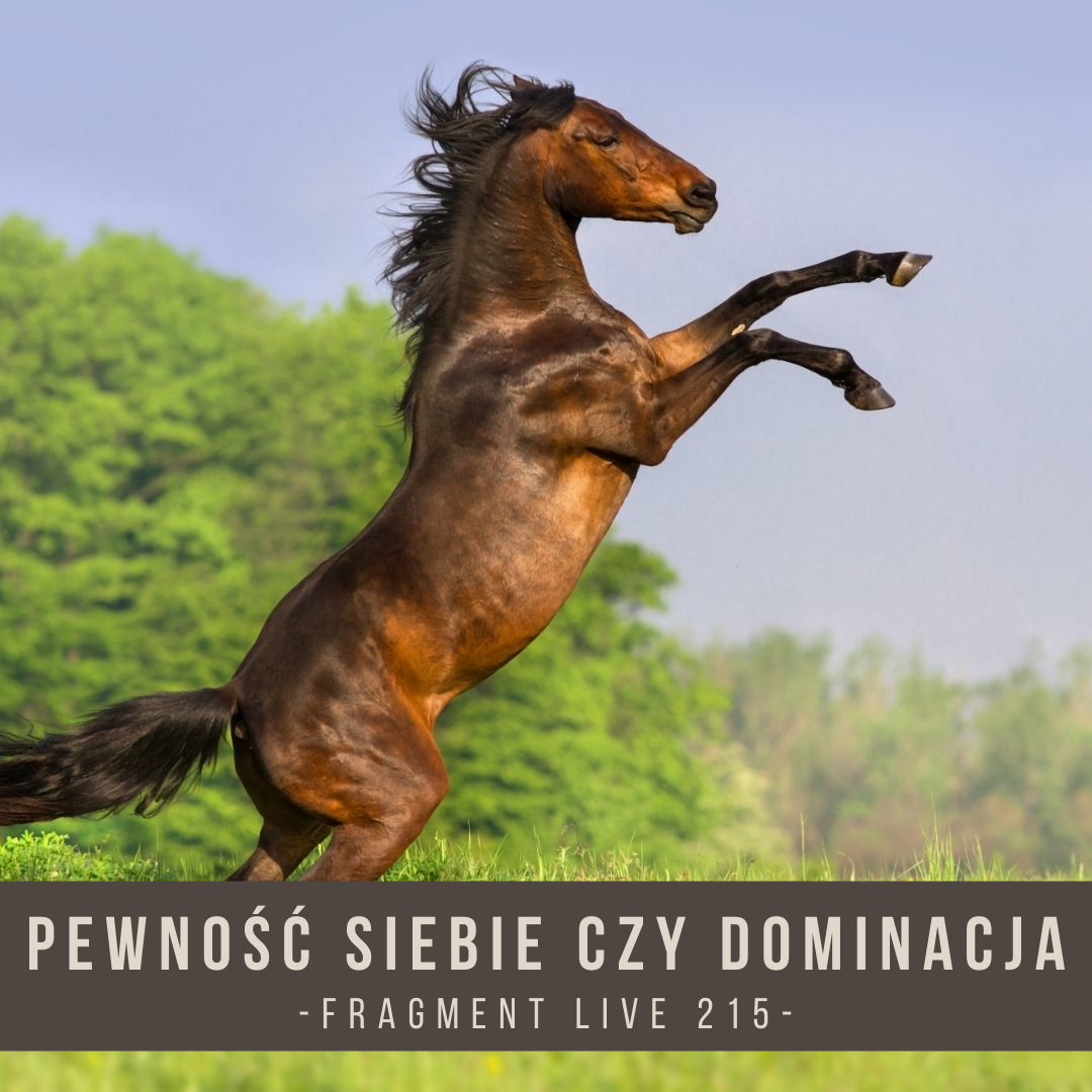 pewnosc_siebie_czy_dominacja_fragment_live_215